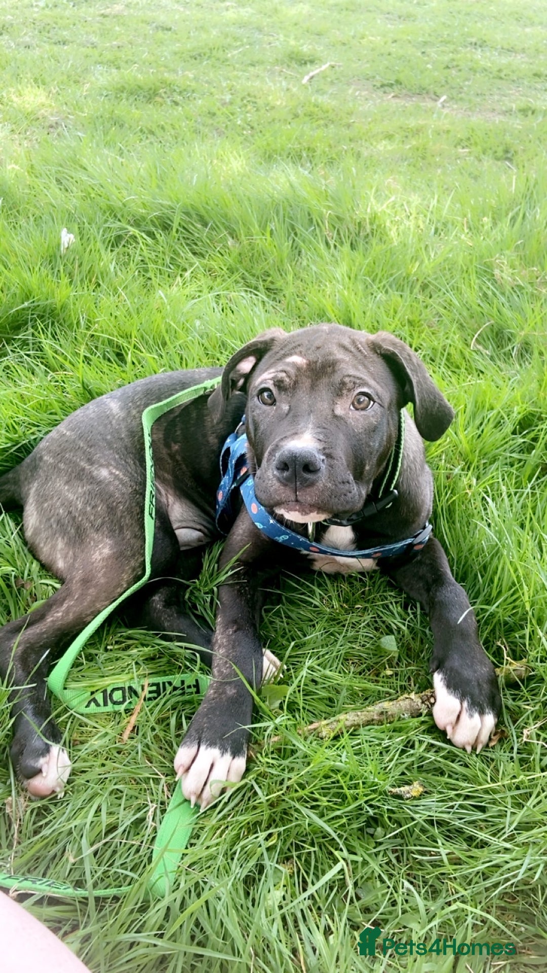 Mixed Breed dogs for sale: Randy  - Image 9