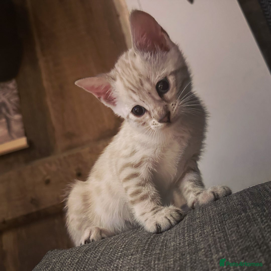 Bengal cats for sale: Snow lynx bengal kittens - Image 17