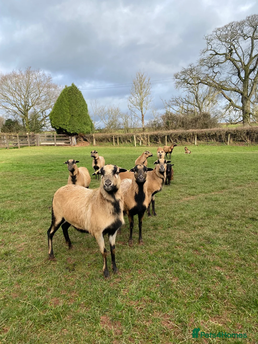 Sheep livestock for sale: 🐑 African Cameroon Lambs – Born April 2026 🐑 in Brecon - Advert 2