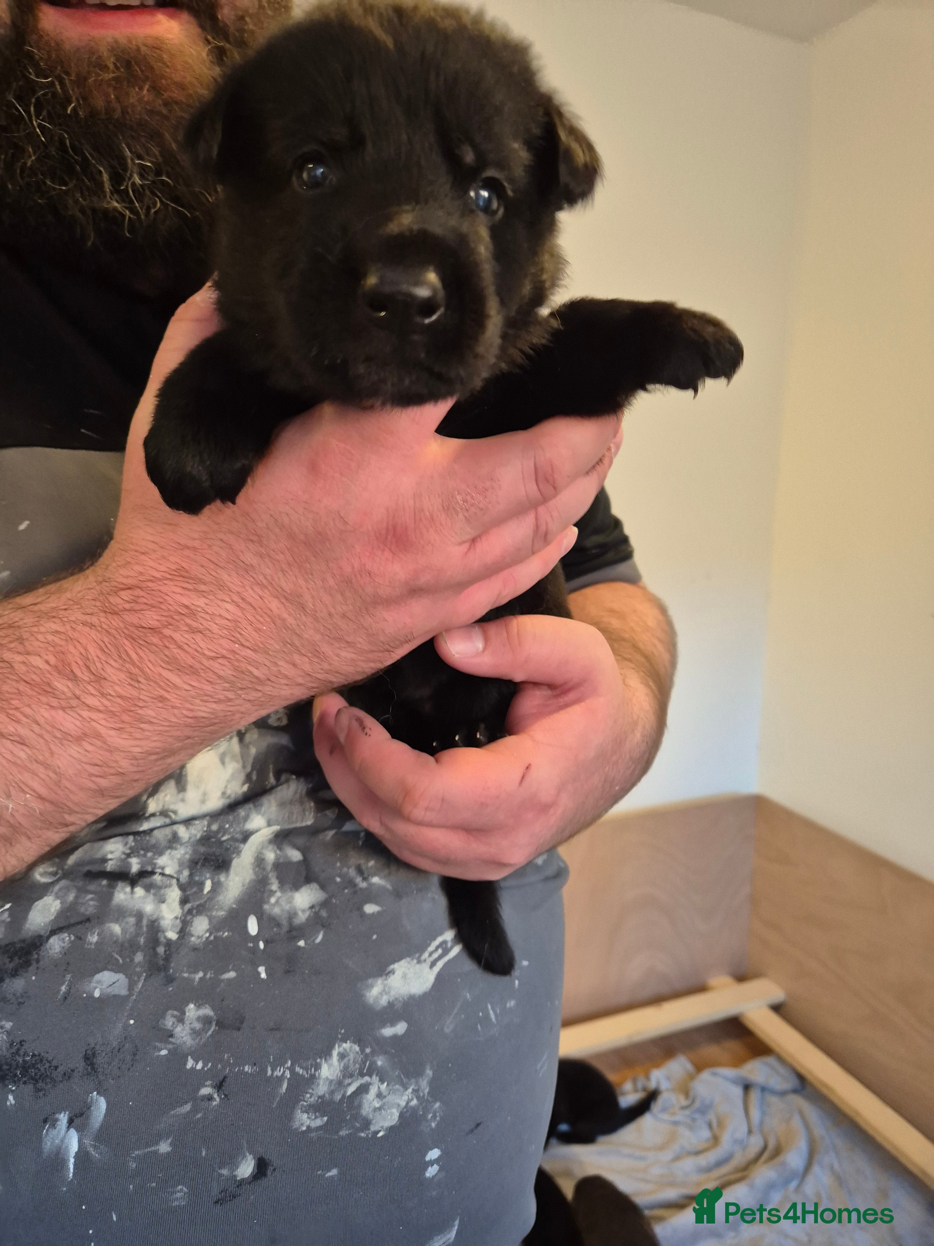 German Shepherd dogs Gorgeous and rare german shepherd puppies - Advert 2