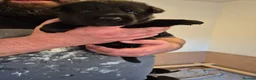 German Shepherd dogs for sale: Gorgeous and rare german shepherd puppies - Advert 2