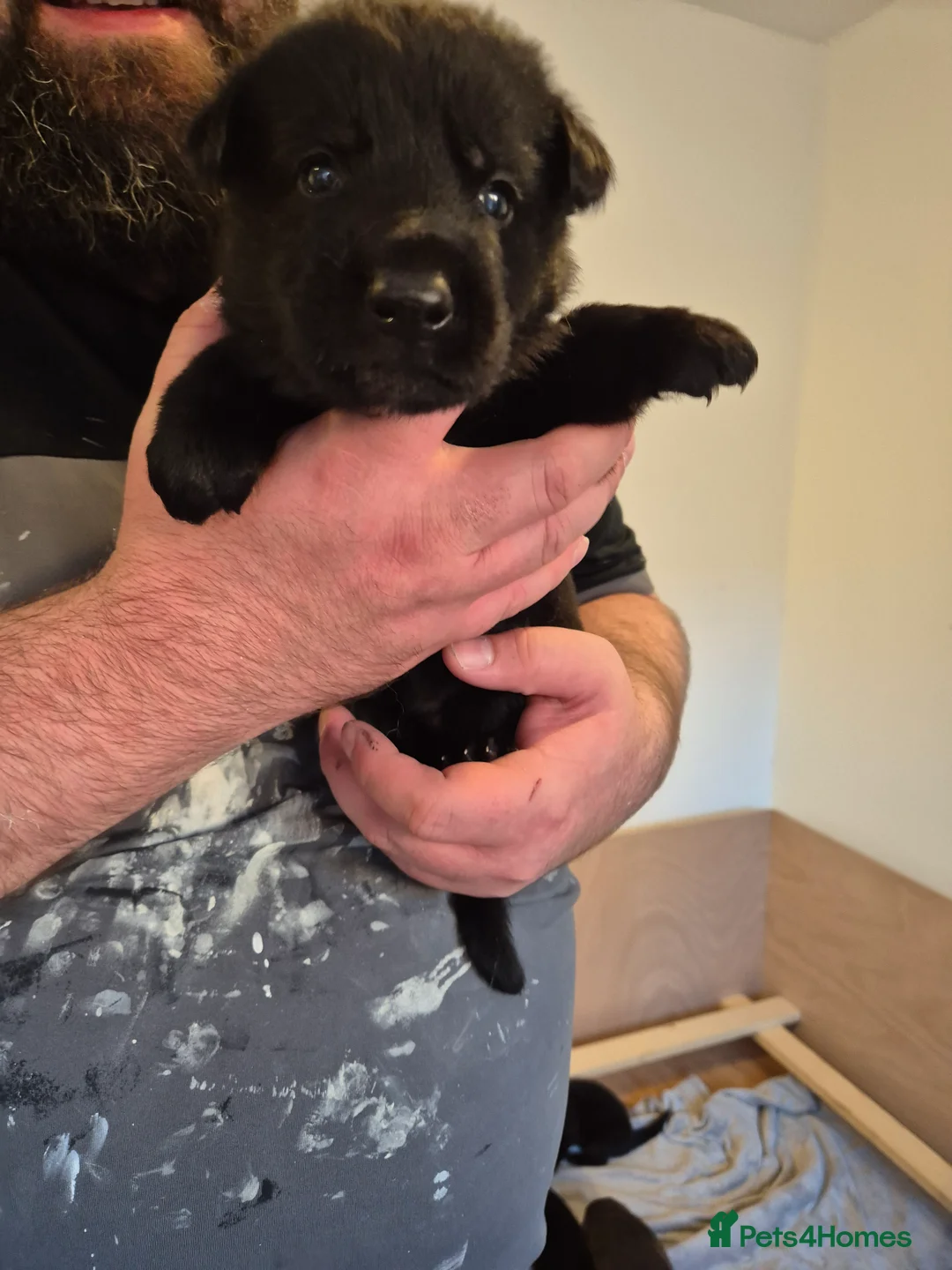 German Shepherd dogs for sale: Gorgeous and rare german shepherd puppies - Advert 2