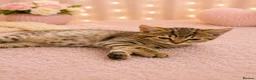 British Shorthair cats for sale: 🐾 🥰 British Shorthair Kittens 🥰🐾 - Advert 8