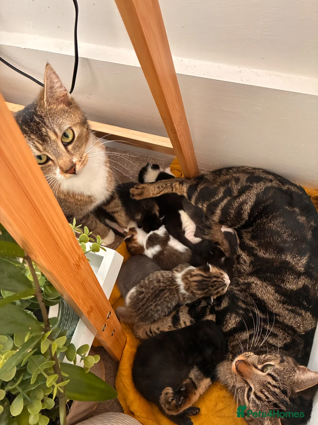 Mixed Breed cats for sale:  **   in Swindon - Advert 1