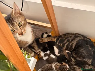 Mixed Breed cats ** - Advert 5
