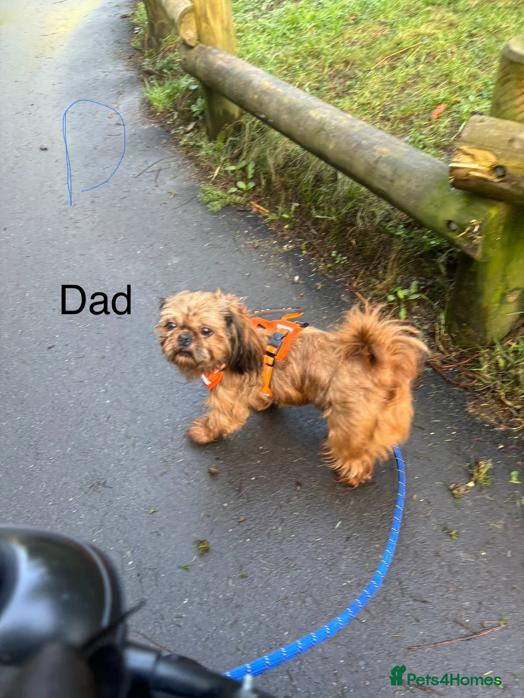 Shih Tzu dogs for sale: Beautiful Shih Tzu Puppies, lovely Temperaments in Port Talbot - Advert 2