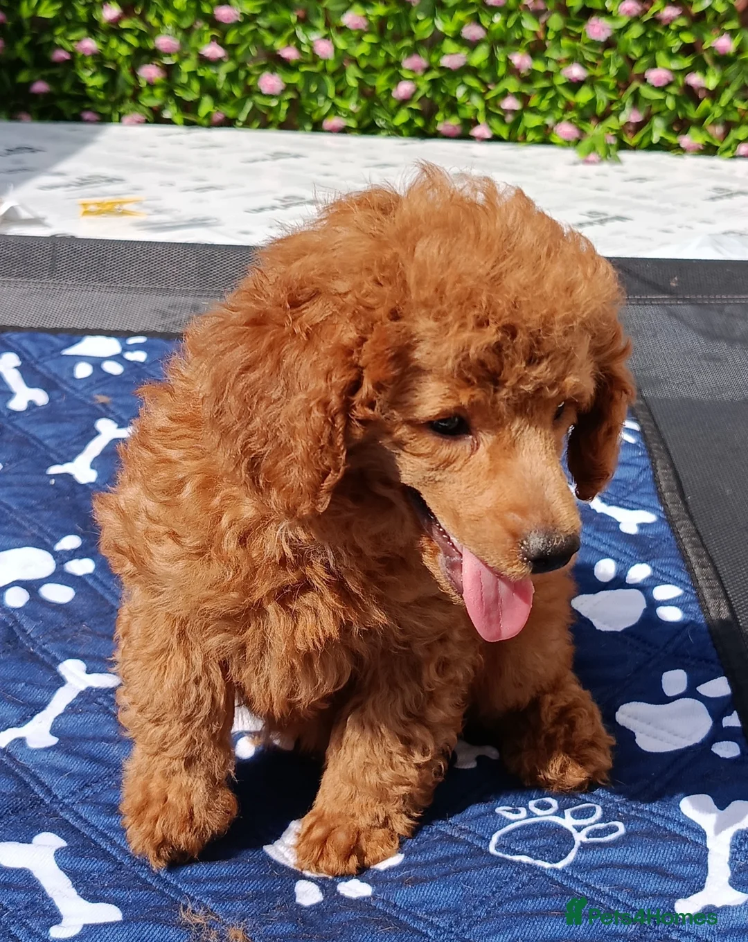 Toy Poodle dogs for sale: Toy Poodle Female Red Extensively Health Tested  - Advert 1