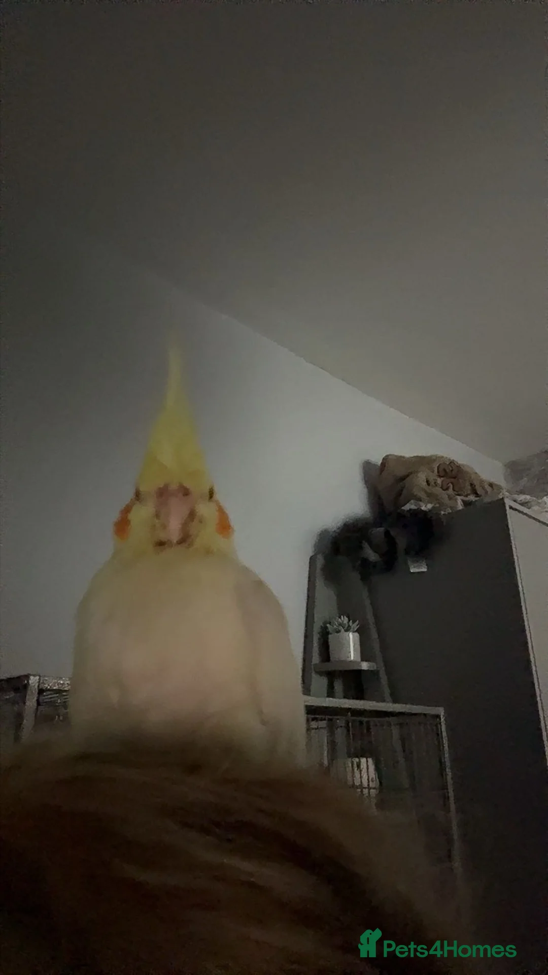 Cockatiels birds for sale: 2 gorgeous cockatiels - Advert 2