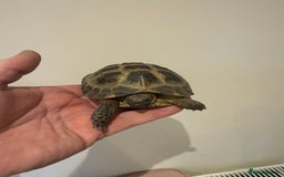 Tortoise reptiles for sale: Male 4 year old Horsfield Tortoise  - Image 4