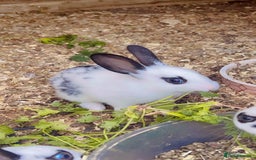 English Spot rabbits for sale: 6 Beautiful baby Rabbits for Sale - Image 4