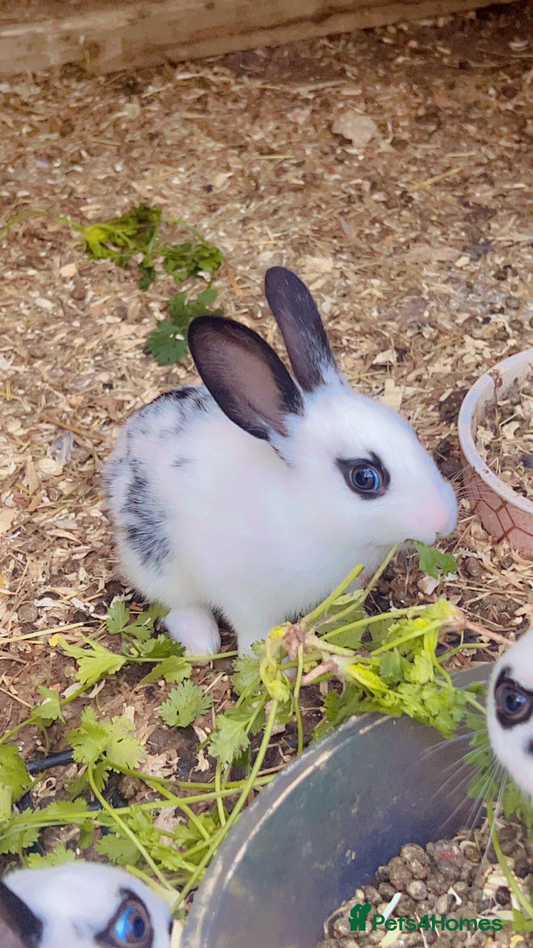 English Spot rabbits for sale: 6 Beautiful baby Rabbits for Sale - Image 4