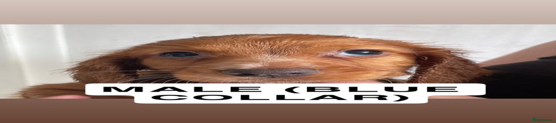 MALE PUP 