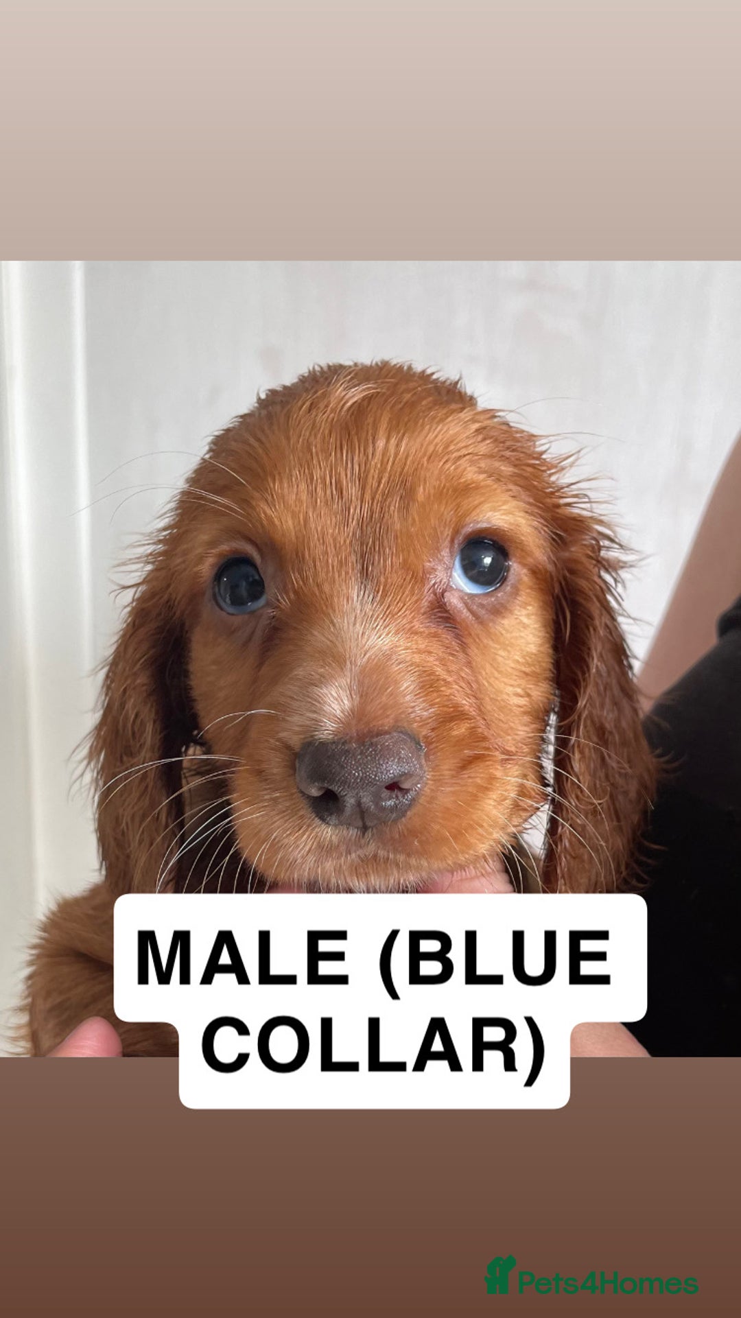 Cocker Spaniel dogs for sale: WORKING COCKERS  - Image 3