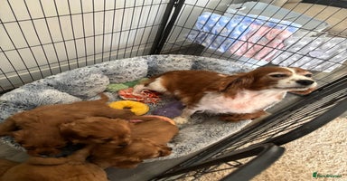 Cavapoo dogs - Advert 2