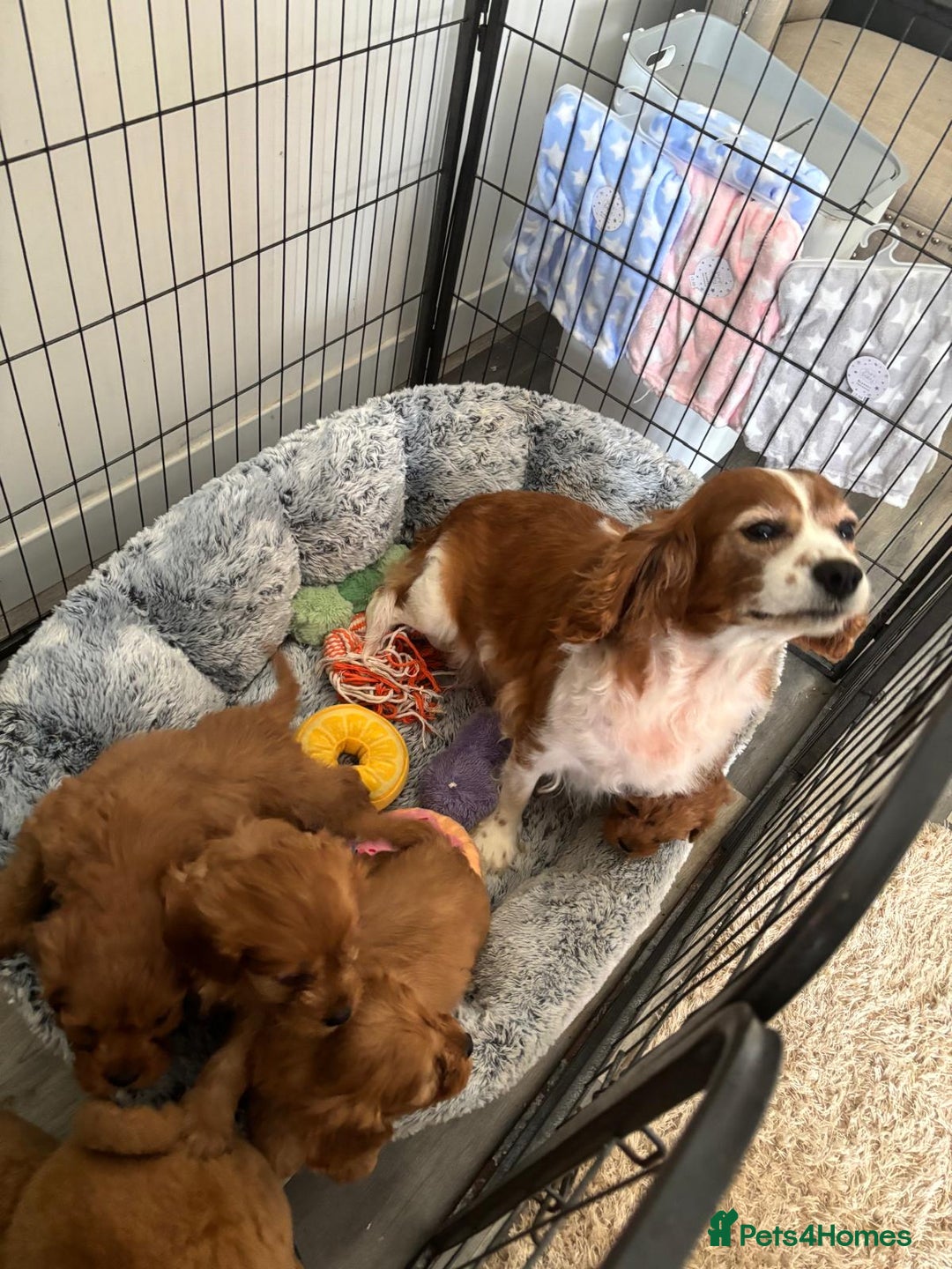 Cavapoo dogs for sale: LICENSED BREEDER HEALTH TESTED CAVAPOOS F1  - Image 3