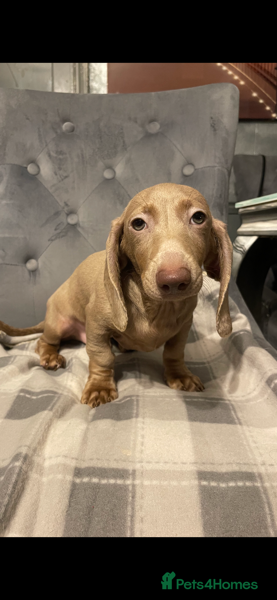 Miniature Dachshund dogs for sale: Miniature dachshund  - Advert 2