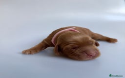 Cocker Spaniel dogs for sale: Pedigree Cocker Spaniel Puppies  - Image 3