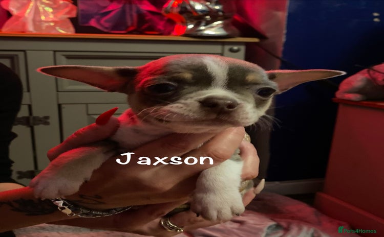 Mixed Breed dogs - Advert 3