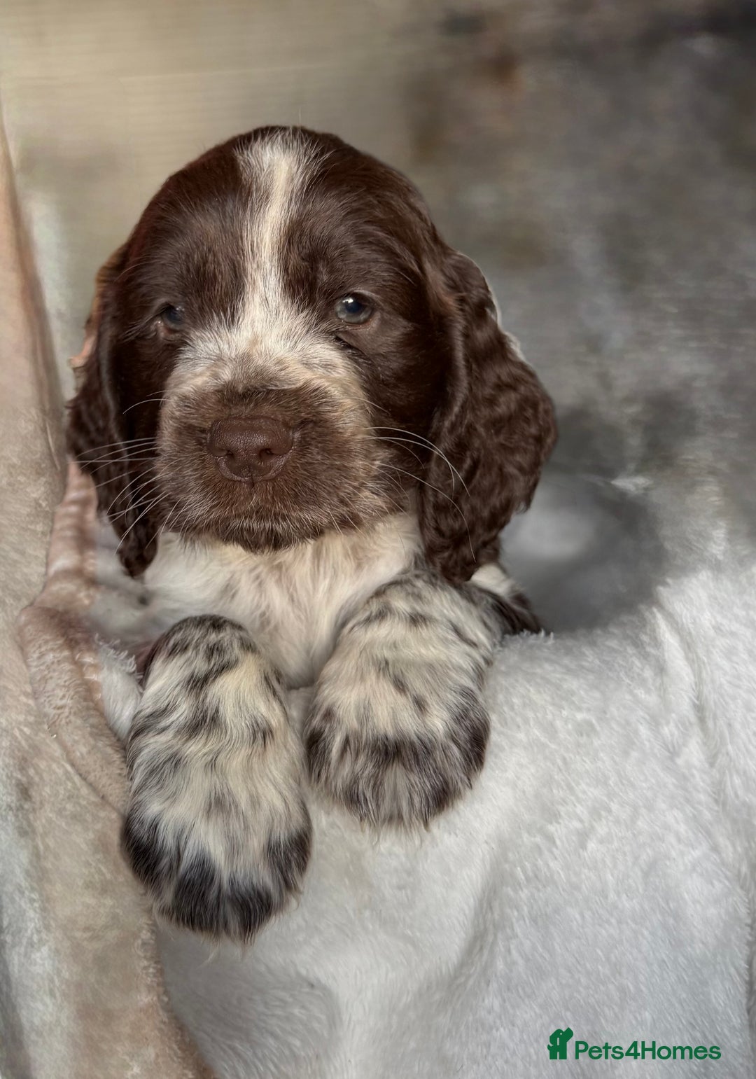 Sprocker dogs for sale: unbelievably marked sprockers 😍 - Image 15