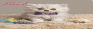 Persian 5