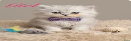 Persian cats for sale: Humums we are waiting for your lap for cuddles 🥰  - Advert 3