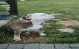 English Bulldog dogs for sale: Stunning litter of  English bulldog puppies - Image 30