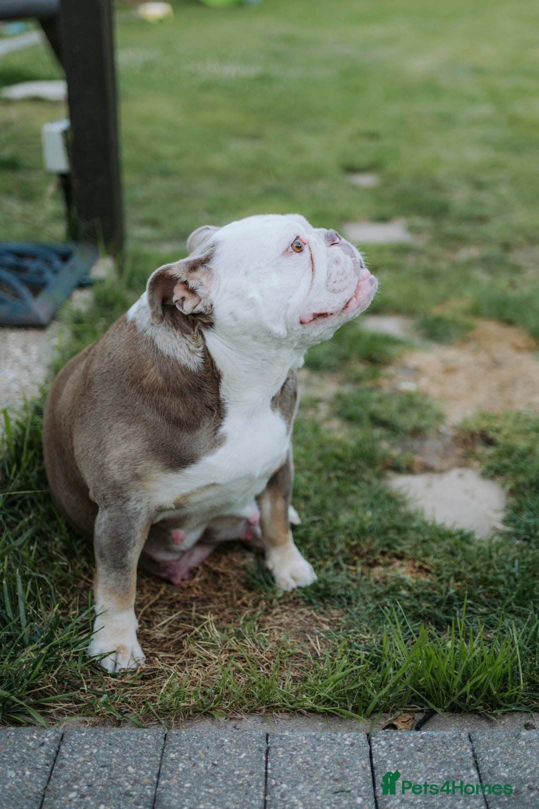 English Bulldog dogs for sale: Stunning litter of  English bulldog puppies - Image 30
