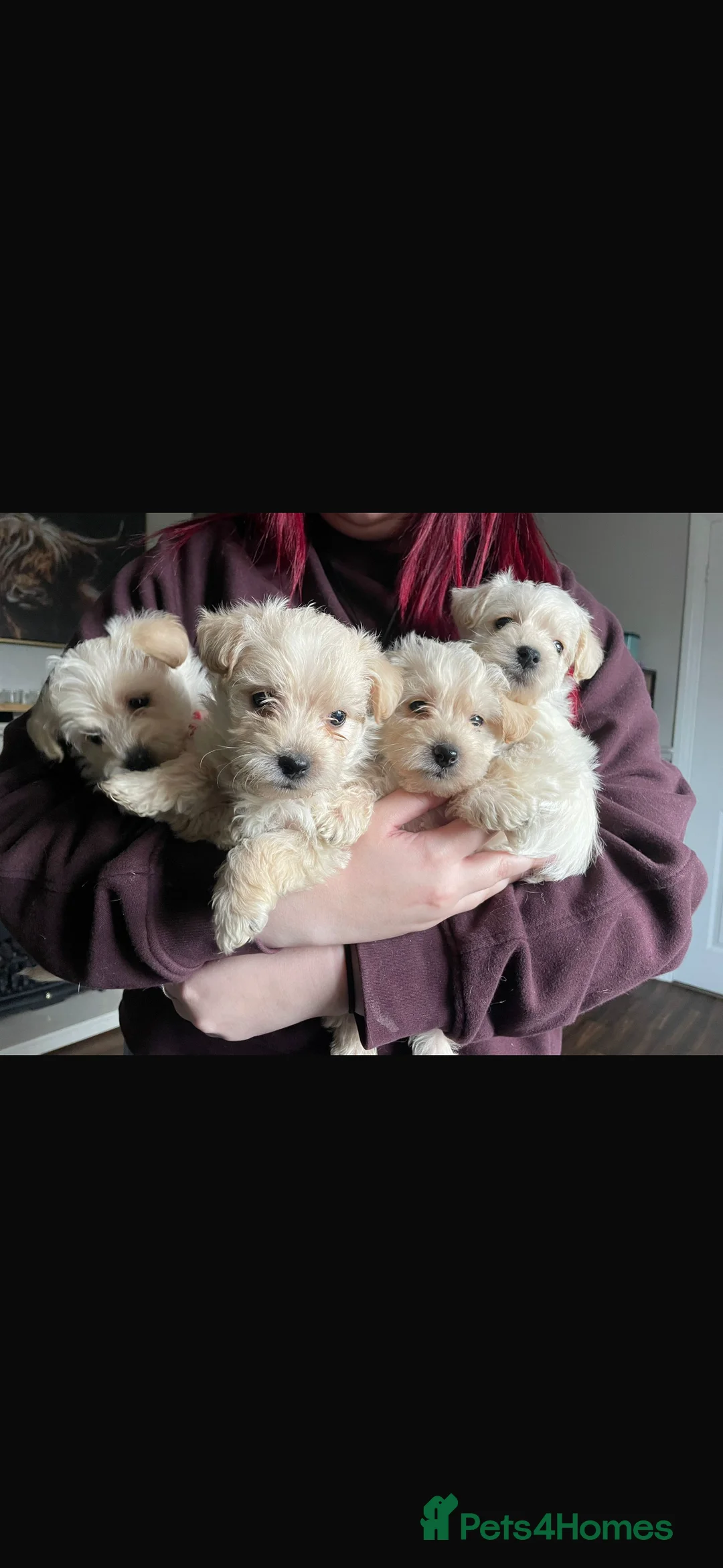 Westiepoo dogs for sale: Westiepoos in Chester-le-Street - Advert 2