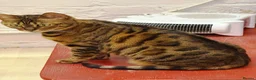 Bengal cats for sale: Female Friendly Bengal pet - Advert 5