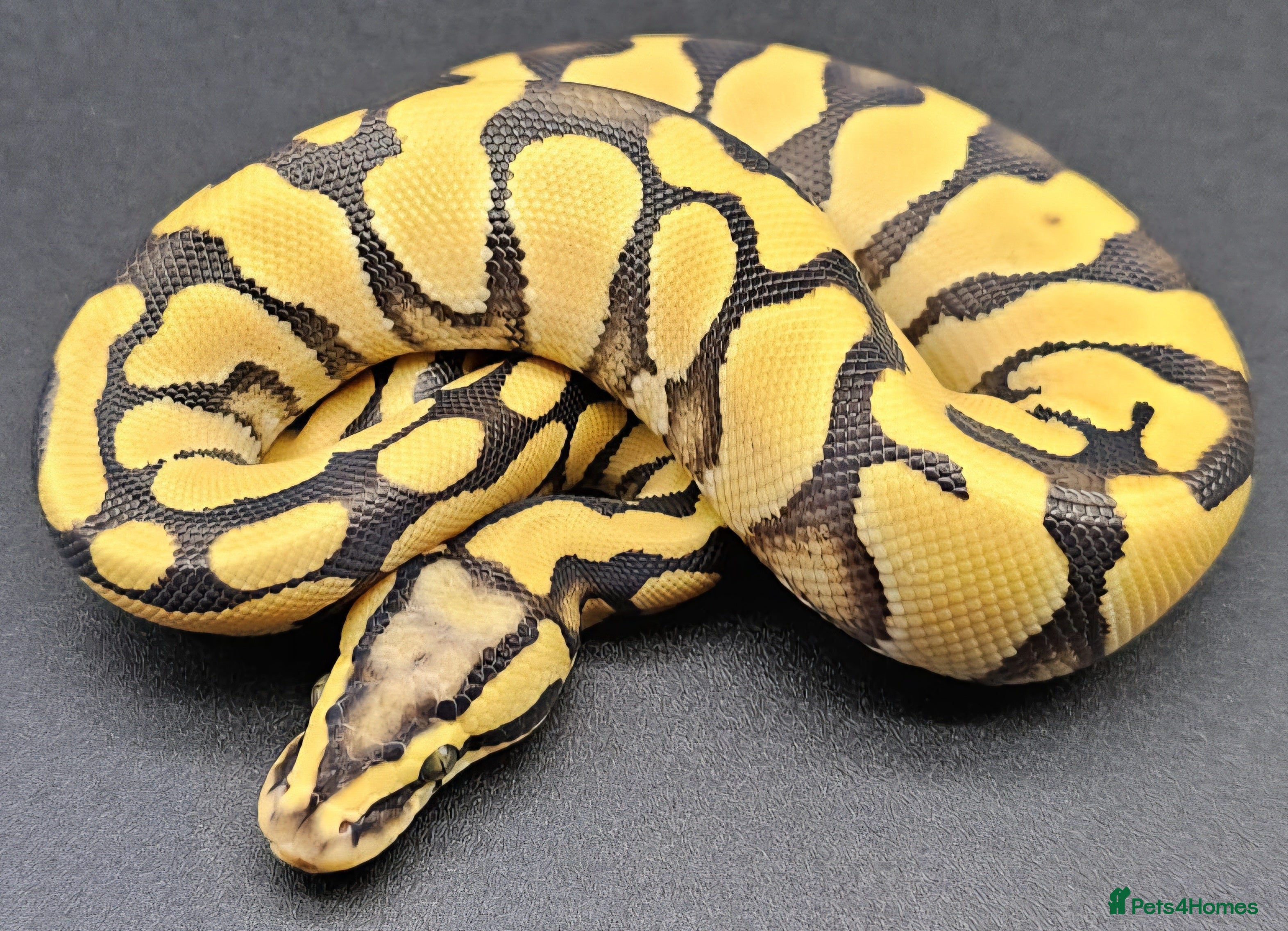 Python Snake reptiles CB25 ball python, pieds, Desert Ghost, + combos - Advert 3