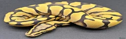 Python Snake reptiles for sale: CB25 ball python, pieds, Desert Ghost, + combos - Advert 1