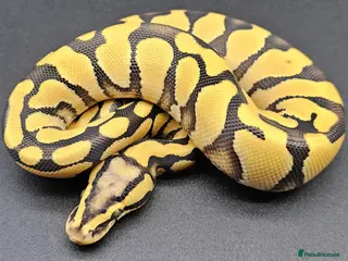 Python Snake reptiles CB25 ball python, pieds, Desert Ghost, + combos - Advert 1