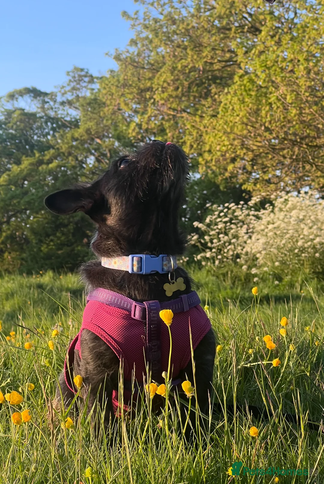 Mixed Breed dogs for sale: Frenchie x ShihTzu (French BullSh*!) - Advert 3