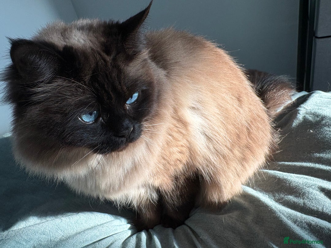 Mixed Breed cats for sale: Pretty semi-long hair male cat for rehome  - Advert 3