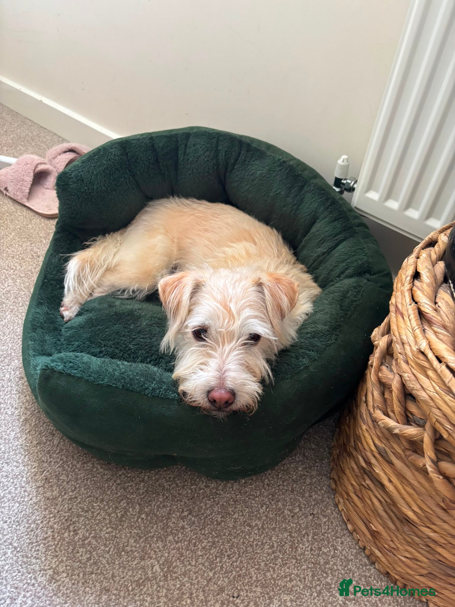 Mixed Breed dogs Freddie - Nearly 5 Years, Terrier Mix Boy - Advert 2