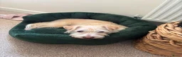 Mixed Breed dogs for adoption: Freddie - Nearly 5 Years, Terrier Mix Boy in Bedford - Advert 1