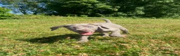 Weimaraner dogs for sale: KC Registered Weimaraner puppies for sale - Advert 3