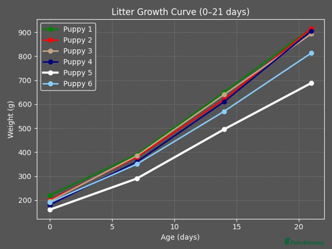 Maltipoo dogs for sale: Loving F2 Maltipoo Puppies Raised at Home 🐾 - Advert 18