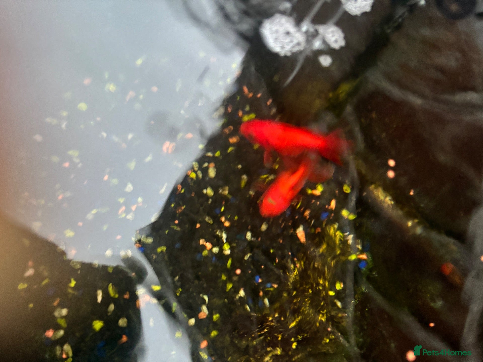 Fancy Goldfish fish Two fancy goldfish. Free - Advert 1