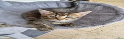 Maine Coon cats for sale: Main coon kittens  in Bristol - Advert 11