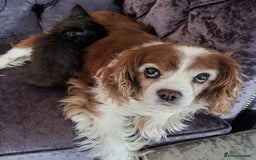 Cavalier King Charles Spaniel dogs for sale: Beautiful king's Chevalier spaniel  - Image 5