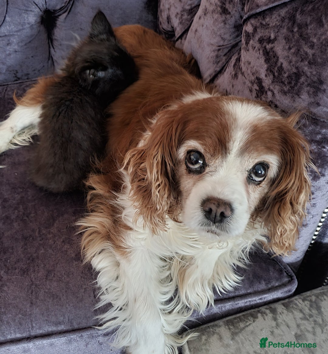 Cavalier King Charles Spaniel dogs for sale: Beautiful king's Chevalier spaniel  - Image 5