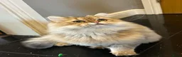 British Longhair cats for sale: 2 British Long hair Kittens - Advert 3