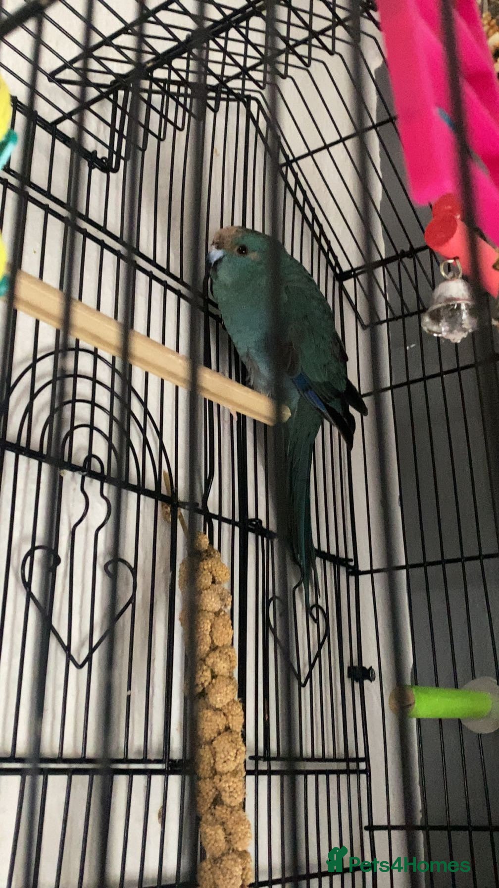 Mixed Breed birds kakariki girl  in Sheffield - Advert 2