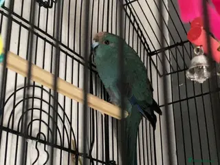 Mixed Breed birds kakariki girl in Sheffield - Advert 1