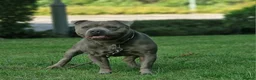 Staffordshire Bull Terrier dogs for sale: STUNNING Staffordshire bull terrier puppies in Birmingham - Advert 8
