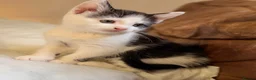 Mixed Breed cats for sale: 3 x Black & white kittens, 1 x boy, 2 x girl in Port Talbot - Advert 6