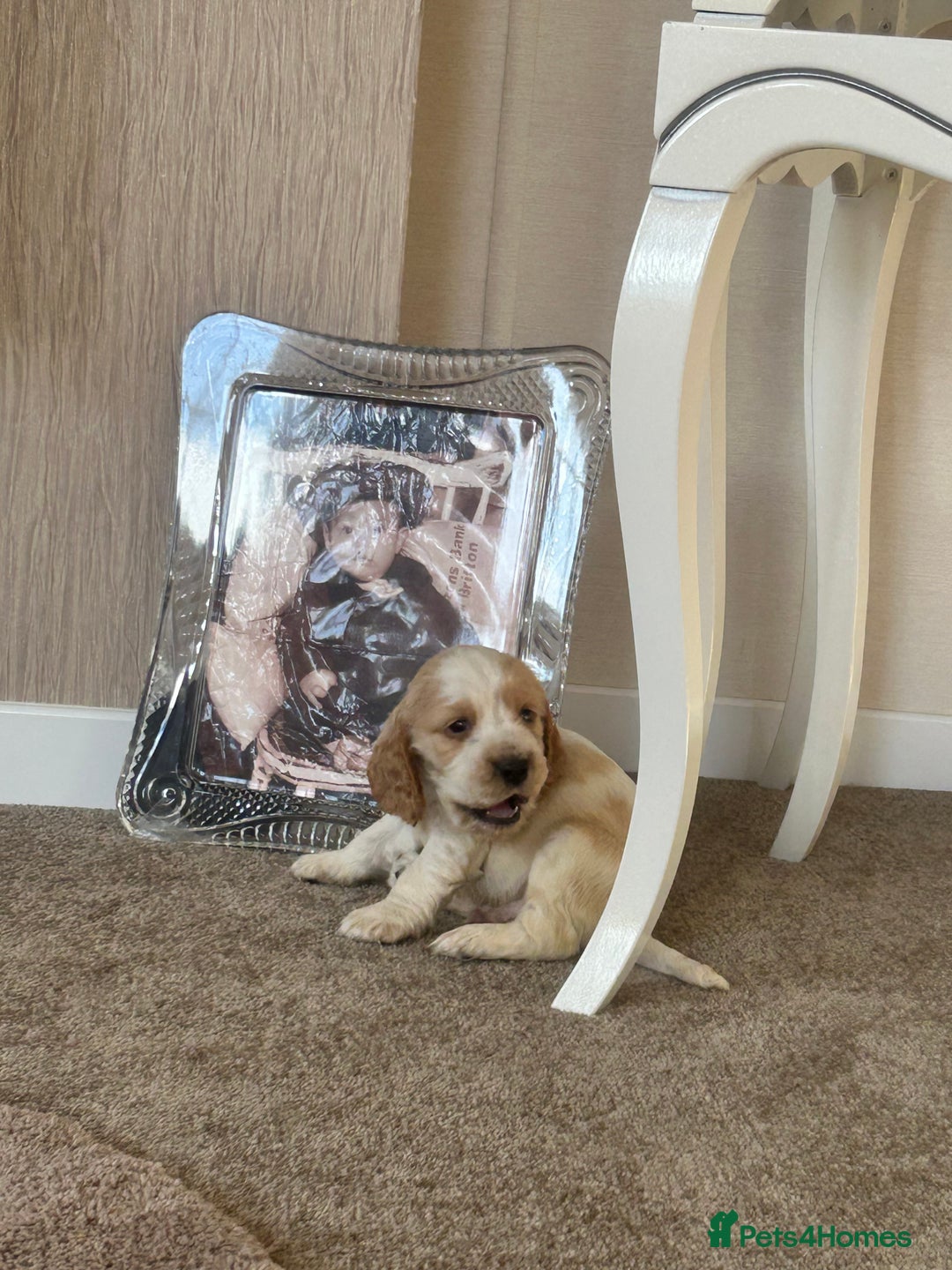 Cocker Spaniel dogs for sale: Cocker spaniel puppys - Image 13