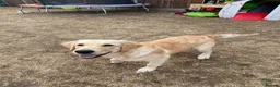 Golden Retriever dogs for sale: Female 6 month old Golden Retriever  in Biggleswade - Advert 5