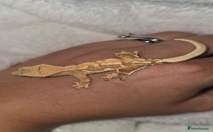 Gecko reptiles - Advert 14